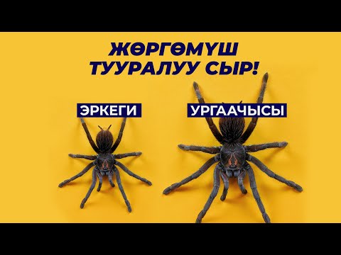 Video: Жөргөмүштүн комикстерин кантип тартуу керек