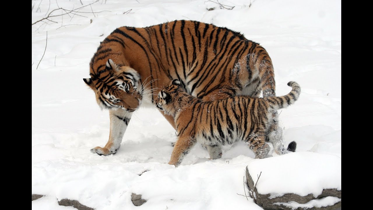 Fun facts for kids - Tigers || Educational Video for kids