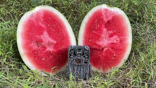 I Left Watermelon in the Woods… You’ll Never Guess Who Found It First! (Trail Cam)