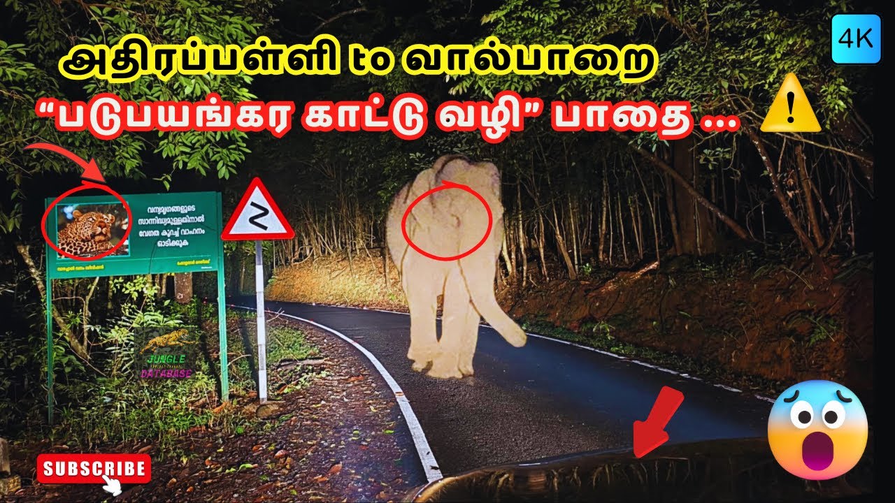 ⚠️அதிரப்பள்ளி to வால்பாறை ❌“படுபயங்கர காட்டு வழி” பாதை..😳| Athirapally to Valparai Danger Road🔥