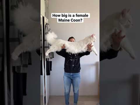 Video: 5 Fapte Fabuloase Despre Maine Coon