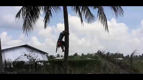 dụng cụ hỗ trợ leo cây hái lan, bắt ong, cưa cây 0335636421