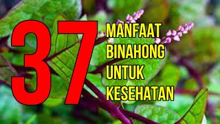 Oh my God, here are 37 benefits of Binahong for health and beauty