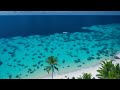 Paradise bliss ocean palms beaches and relaxation music  4k u.