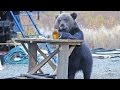 ТОП 5 Лучшие видео с медведем. Медведь приколы. TOP 5 best video Funny video with cubs