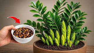 AMAZING! Makes Any Houseplant Grow 5 Times Faster (Growers' Secret)