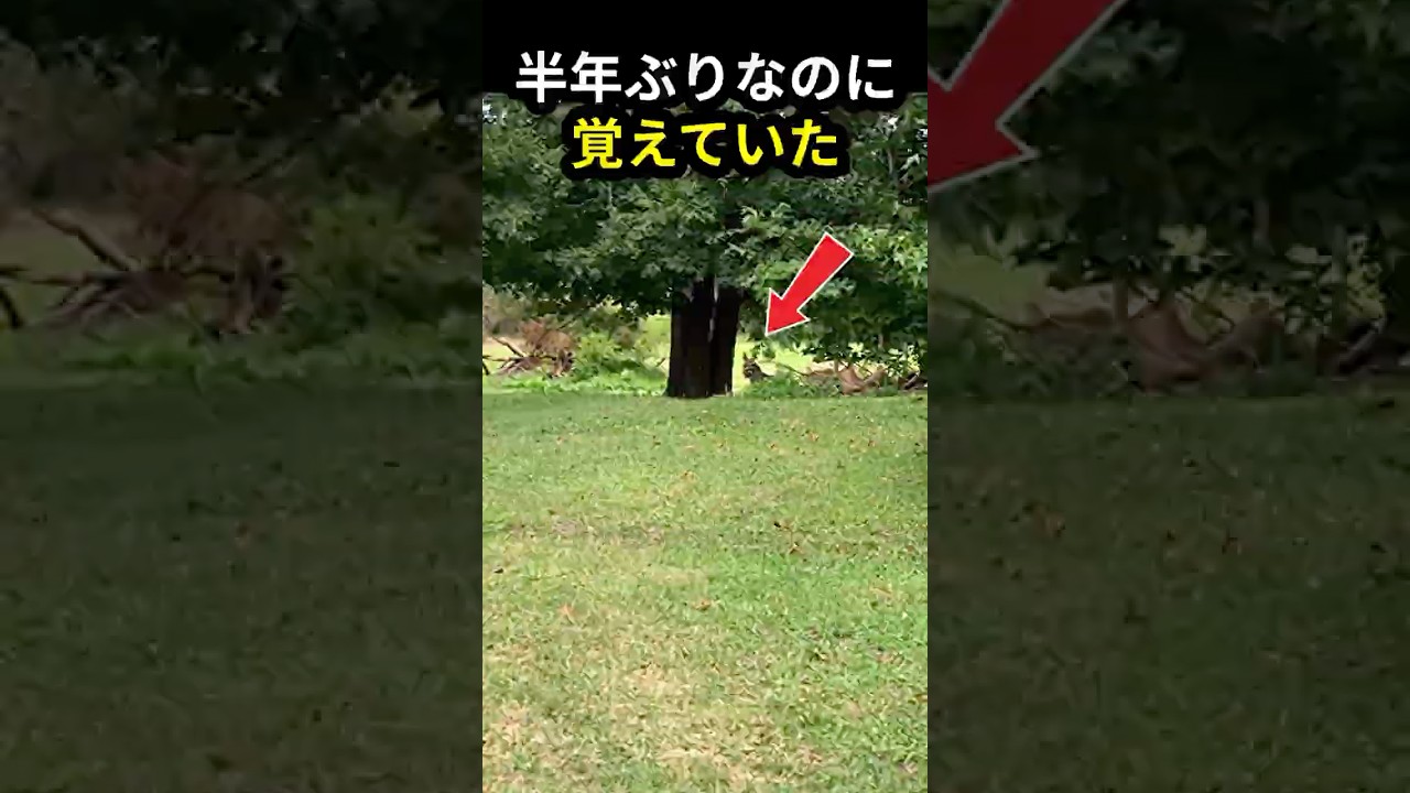半年ぶりに名前を呼んだら、走ってきた #shorts