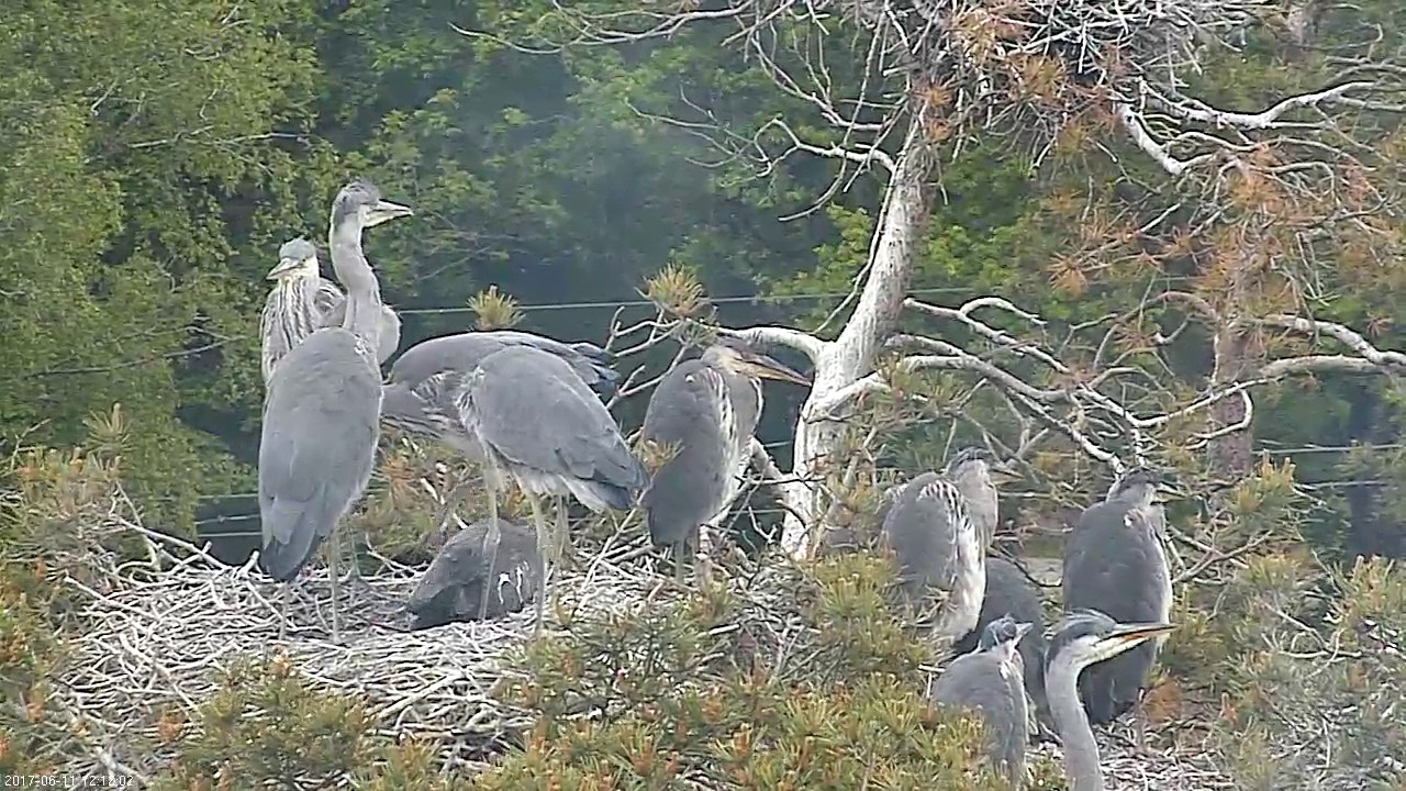 2017 06 11 12h12m poop - YouTube