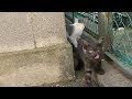 野良子猫はカリカリを食べるのか試してみた