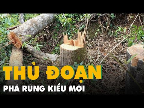 Video Phá rừng kiểu mới: Cưa gần đứt gốc thông để cây vẫn... - youtube