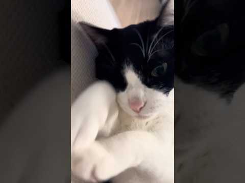 寝てると思った瞬間…#猫のいる暮らし #猫のいる暮らし #猫動画 #ねこのいる生活 #cat