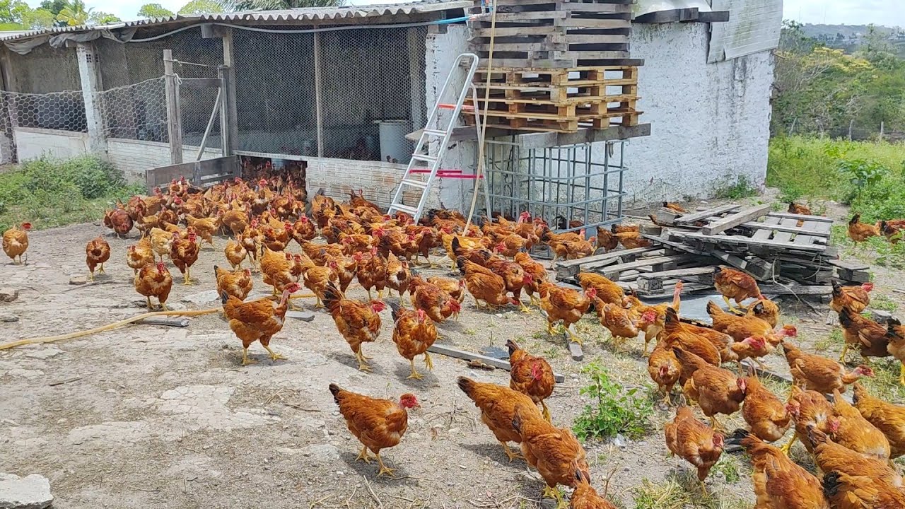 🏡lindo sítio com casa de alpendre e granja de galinha 🐔 caipira açudes 🏊 escritura 8198958-5020 🤳🤠