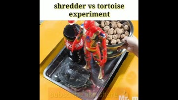Shredder vs tortoise🐢 experiment 😱#shorts #ytshorts #youtubeshorts #a2motivation #facttechz #facts