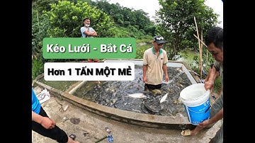 Kéo Lưới - Đánh Bắt Cá Hơn 1 Tấn một mẻ Thiên Hào Food