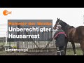 Stallhaltung wider Willen! Stadt versperrt Pferdekoppel - Hammer der Woche vom 29.02.2020 | ZDF