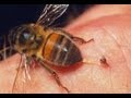 ¿ POR QUÉ LAS ABEJAS MUEREN CUANDO PICAN?. ¿Y las avispas?