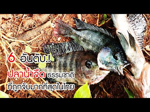 6 อันดับ! ปลาน้ำจืด ในธรรมชาติ ที่ถูกจับมากที่สุดในไทย (ล่าสุด)