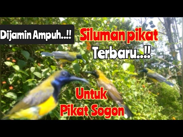 Suara Pikat Sogon Ampuh 2024 class=