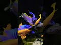  lakemalawi malawicichlids aquarium malawi pyszczaki malawitank demasoni