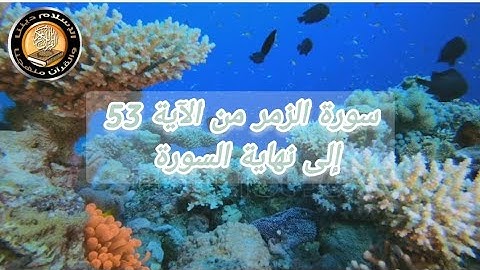 سورة الزمر من الآية 53 إلى نهاية السورة