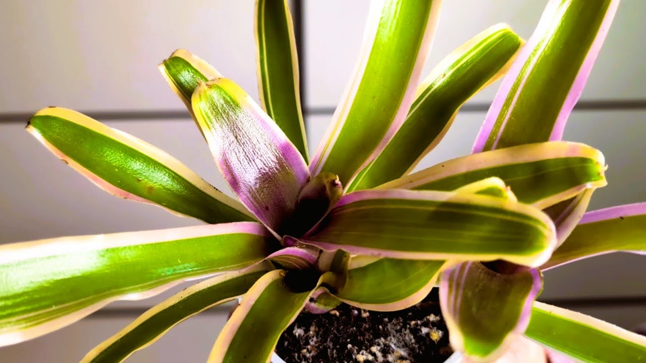 NIDULARIUM BROMELIA EPIFITA, COMO CUIDARLA ??????