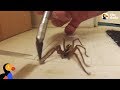 Guy Helps Wolf Spider Untangle His Feet | The Dodo