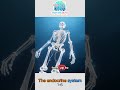 The endocrine system [Short 1-6] #EndocrineSystem #BiologyBeats #Shorts