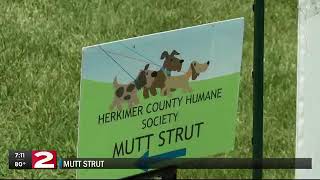 The annual Mutt strut