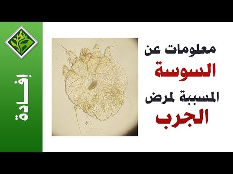 القار م ة الج ر بية أ و س وس الحكة المسببة لمرض الجرب