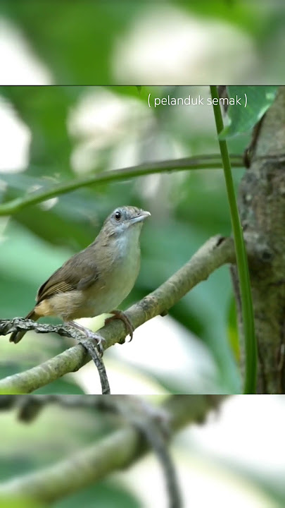 adem dengar suara pelanduk semak berkicau