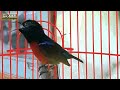 Masteran Kolibri Ninja Konin Gacor Nembak Joss Mp3 - Mp4 Download