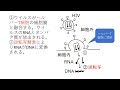 HIV（ヒト免疫不全ウイルス）　高校生物基礎発展