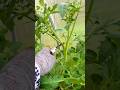 Removing tomato suckers in silence — one stem, more fruit. Greenhouse gardening tip. #gardening