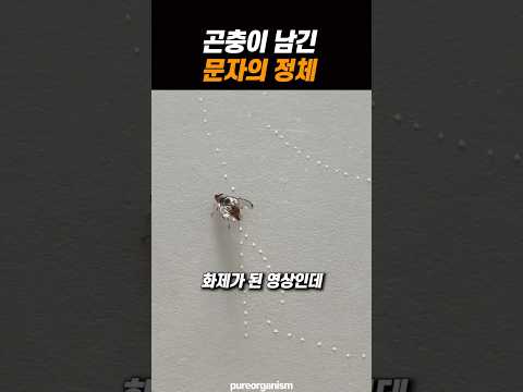 곤충이 남긴 문자의 정체 thumbnail