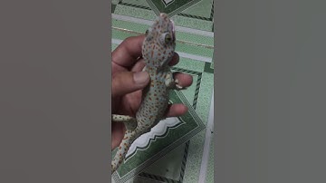 Cách chơi với tắc kè , bán tắc kè hoa 0913398911