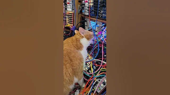 Do your cats like to lick your patch cables?