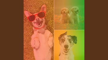 Pulsating Ambiance for Keeping Dog Calm