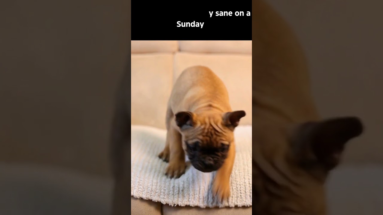 Cute Dog Demonstrating How Parents Feel on Days Off - Funny Short