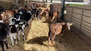 50 Fr/Jersey/Nor Red Calves - UK
