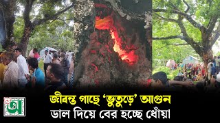 জীবন্ত গাছে ‘ভুতুড়ে’ আগুন, ডাল দিয়ে বের হচ্ছে ধোঁয়া || kurigramnews