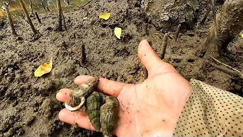 #16 Tìm Bắt ốc Len Rừng Ngập Mặn Loại Hải Sản Đắc Giá