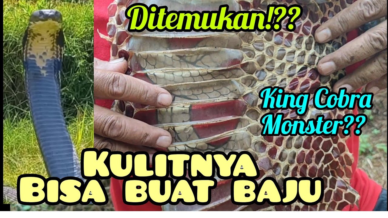 Di Luar Nalar!! King Cobra +_7m di temukan!? di hutan ini banyak goa batunya !!