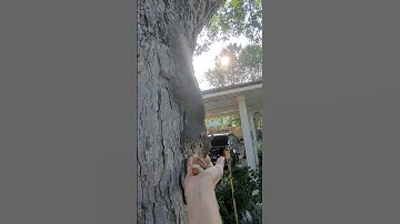 Picky squirrel chooses a nut every day 🥜