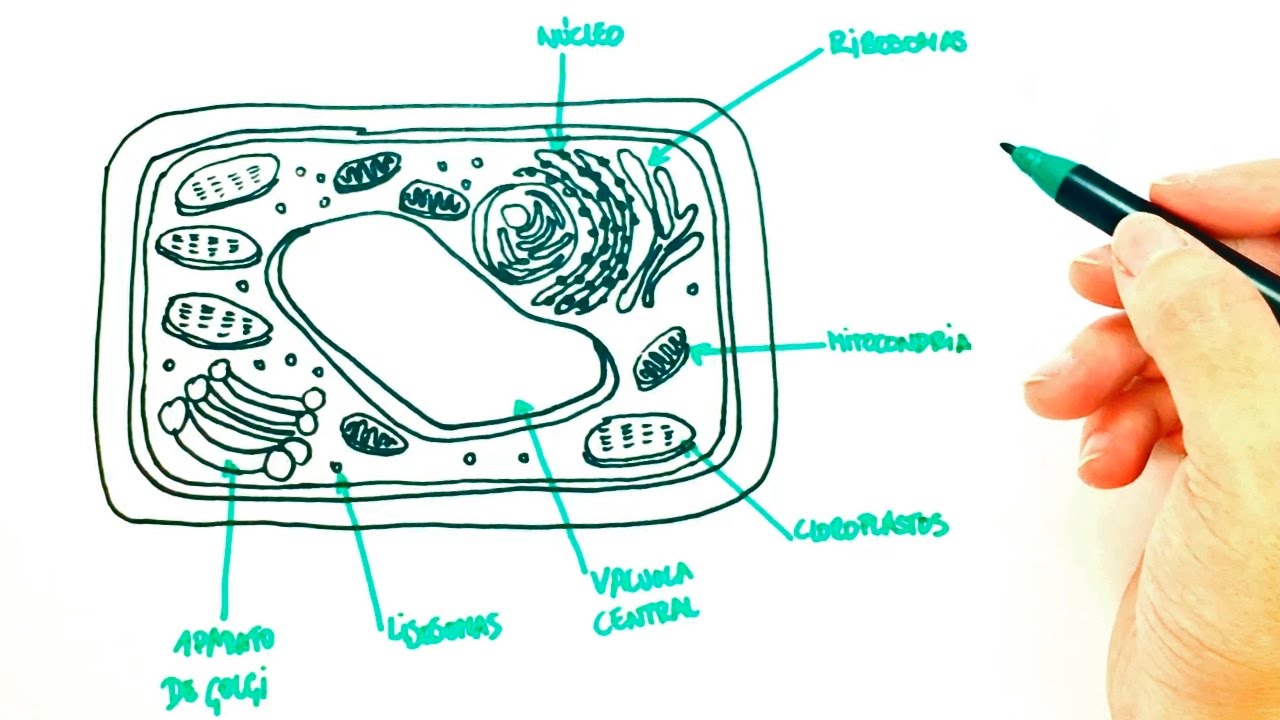 Cómo dibujar una Célula Vegetal paso a paso | Dibujo fácil de Célula Vegetal  - thptnganamst.edu.vn