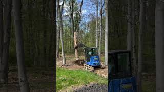 Pushing down a big tree 🌲 with the John Deere mini excavator 35D 35G #treework #miniexcavator