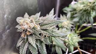 mars hydro ts600 update day 55 flower