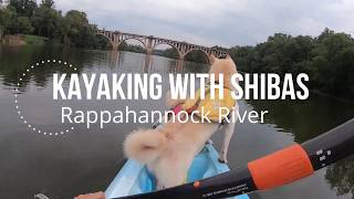 Kayaking with Shibas on the Rappahannock River in Fredericksburg by SachiPlay 183 views 4 years ago 7 minutes, 31 seconds