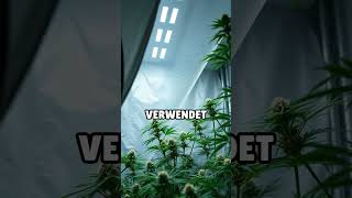 Platzbedarf für Cannabispflanzen im Zelt