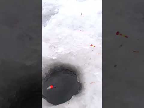 Ловля леща на