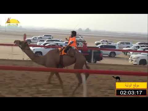 الشوط 10 مليح ل عبد العزيز علي سالم المنصوري شارة الصندوق الجمعة 2018 08 17 الوثبة